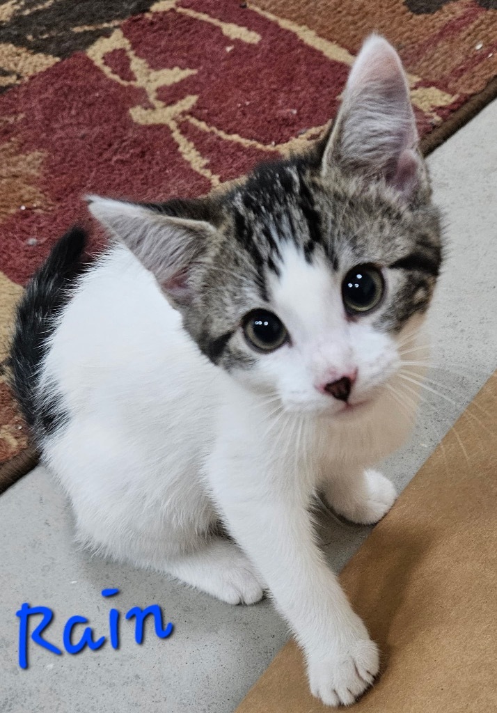 Rain, an adoptable Domestic Short Hair in Cloquet, MN, 55720 | Photo Image 1