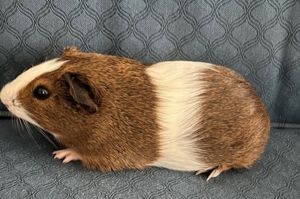 Primary Color Brown Secondary Color White Weight 124lbs Age 0yrs 0mths 11wks