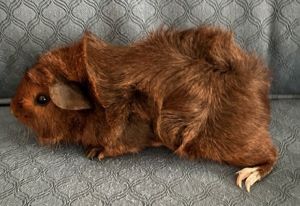 Primary Color Brown Weight 1lbs Age 0yrs 0mths 11wks