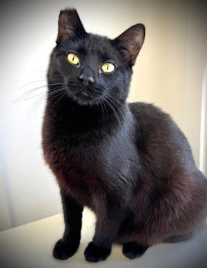 ALPHA*, Young Female Domestic Short Hair