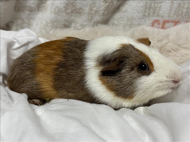 MIZU