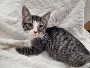 A2201067 Domestic Short Hair Cat