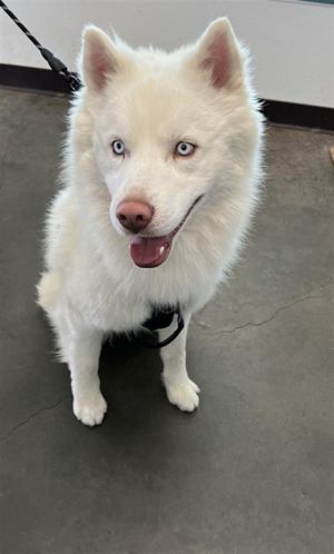 ZEUS Siberian Husky Dog