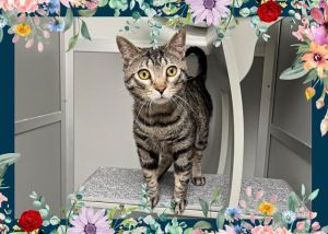 CILANTRO Domestic Short Hair Cat