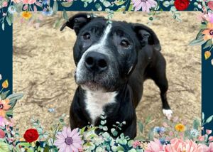 PEPPER Pit Bull Terrier Dog