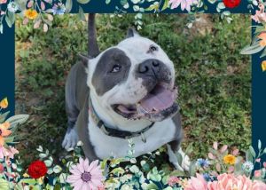 BUBBLES American Bulldog Dog