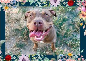 ARKHAM Pit Bull Terrier Dog