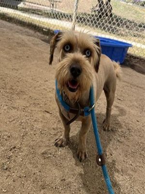LORAX Schnauzer Dog