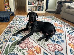 Kipper, Adult Male Doberman Pinscher