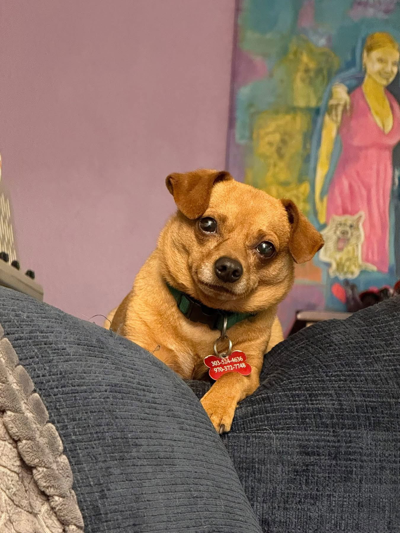 Ziggy Stardust, an adoptable Chihuahua in Fort Collins, CO, 80524 | Photo Image 1