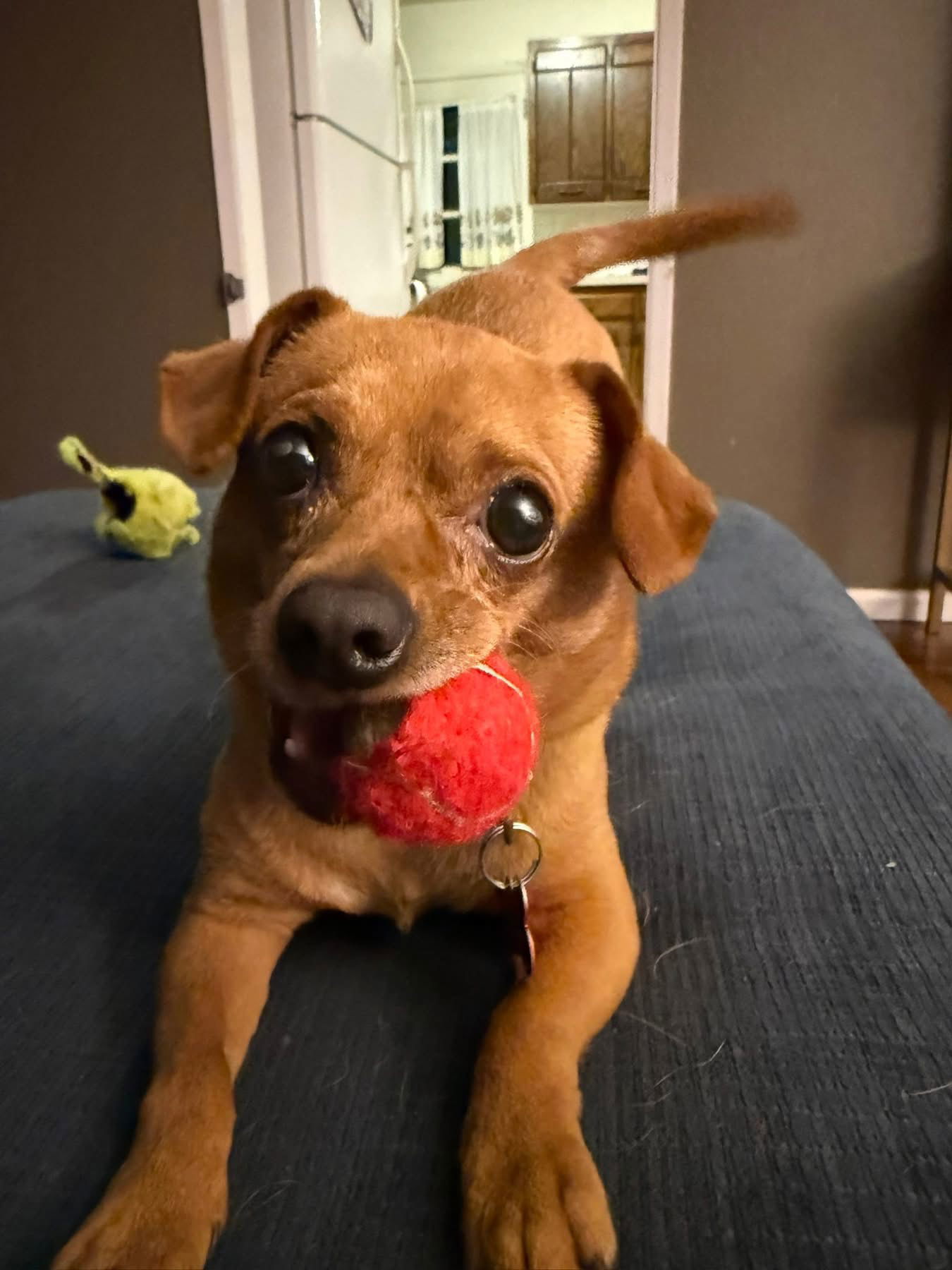 Ziggy Stardust, an adoptable Chihuahua in Fort Collins, CO, 80524 | Photo Image 2