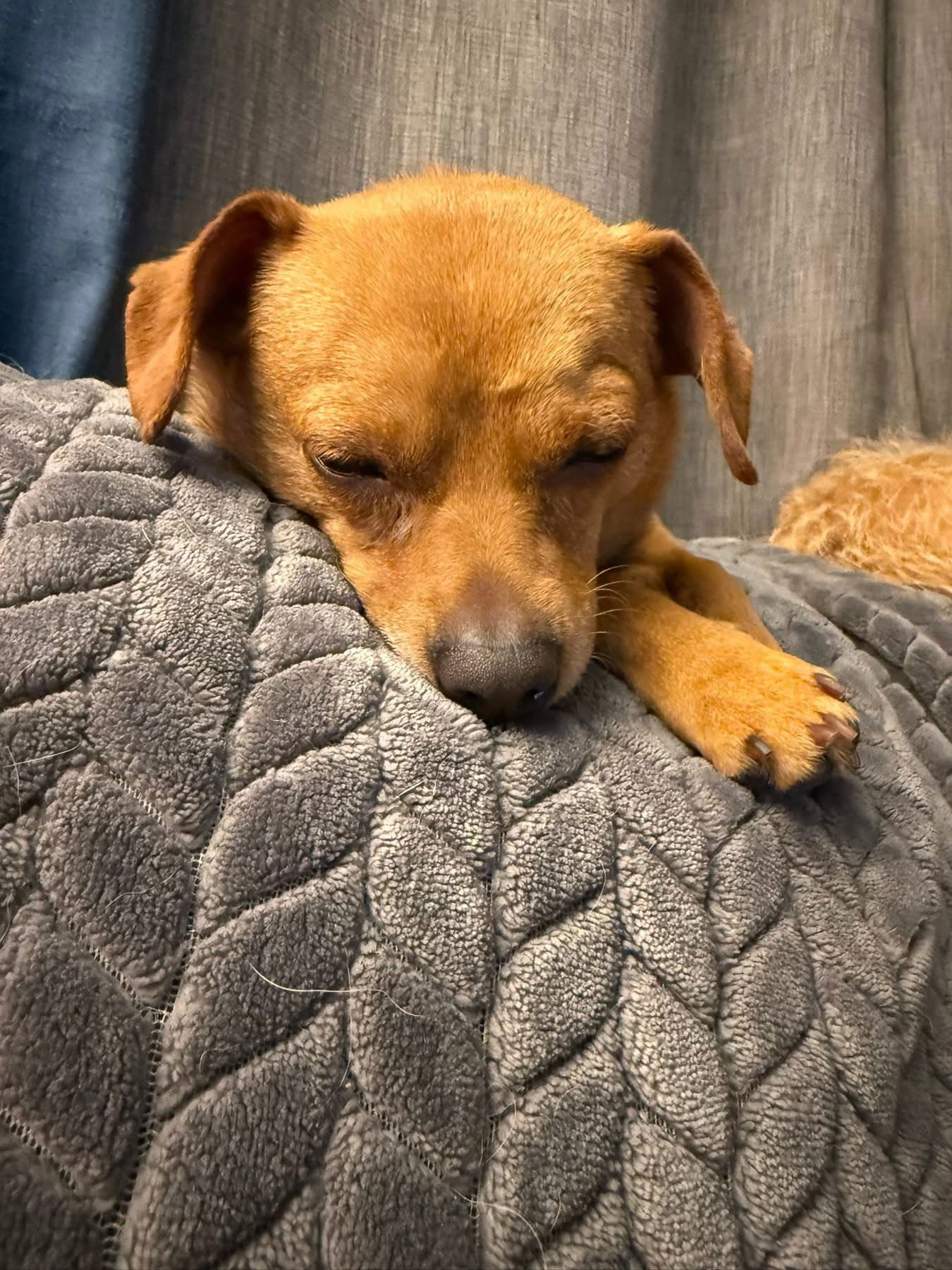 Ziggy Stardust, an adoptable Chihuahua in Fort Collins, CO, 80524 | Photo Image 3