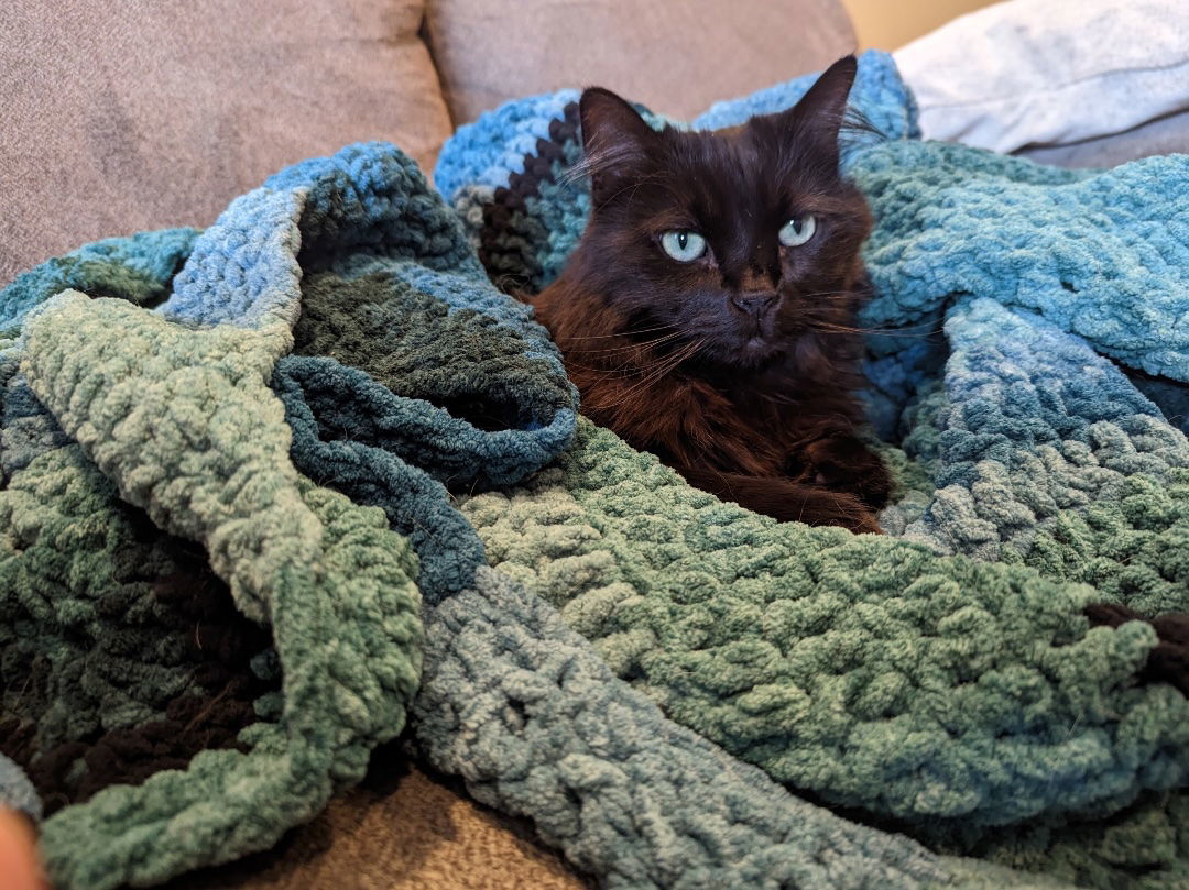 Nimbus, an adoptable Domestic Long Hair in Fort Collins, CO, 80524 | Photo Image 2