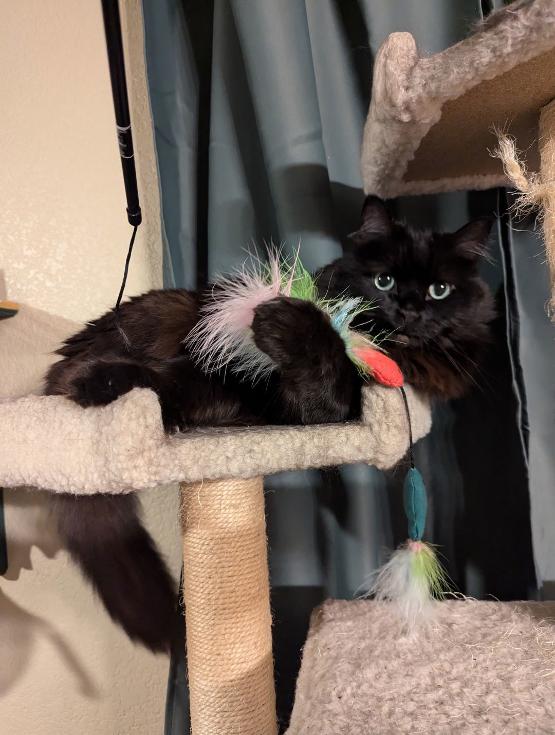 Nimbus, an adoptable Domestic Long Hair in Fort Collins, CO, 80524 | Photo Image 3