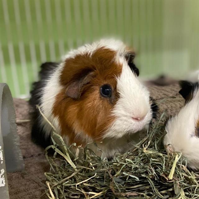 PUMBA