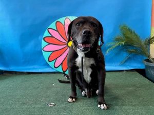 DOUGLAS, Senior Male Labrador Retriever