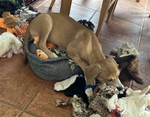 CHESTER, Baby Male Mixed Breed