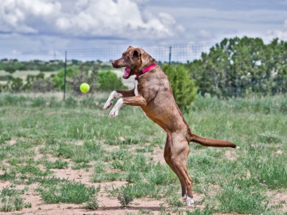 MISS PENNY, an adoptable Mixed Breed in Santa Fe, NM, 87507 | Photo Image 1