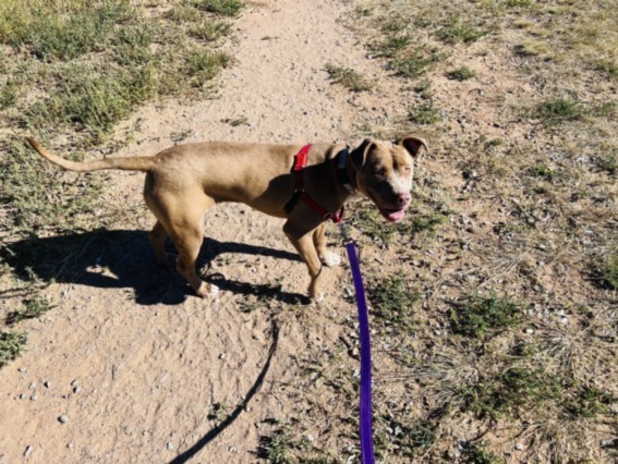 AMELIA, an adoptable Mixed Breed in Santa Fe, NM, 87507 | Photo Image 1