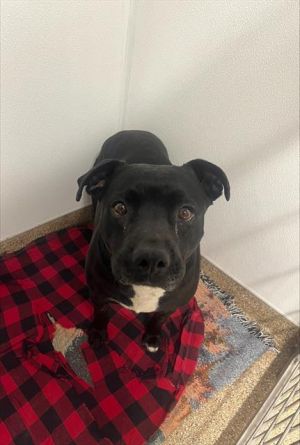 TANYA, Adult Female Labrador Retriever