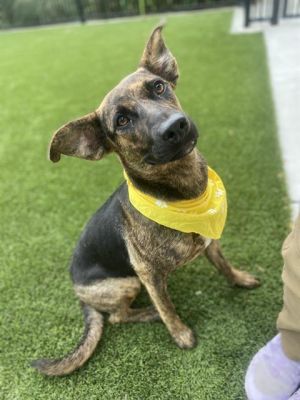 LILO, Young Female Boxer