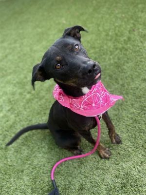 CLARABELL, Young Female Doberman Pinscher