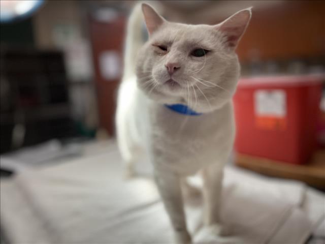 BUDDY