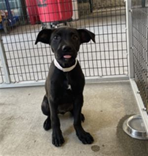 ELEKTRA, Baby Female Labrador Retriever