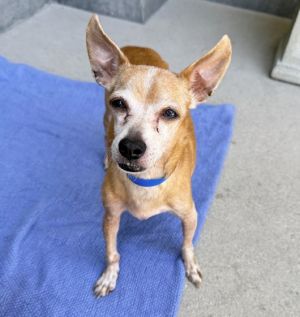 BRUISER, Senior Male Chihuahua