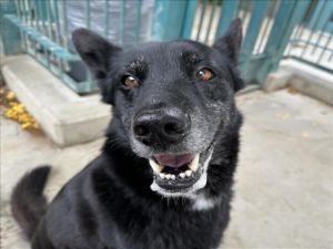 CHANCELLOR, Adult Male Siberian Husky
