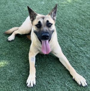 SHISA, Young Female German Shepherd Dog