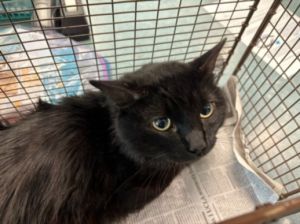 LENNY, Young Male Domestic Medium Hair