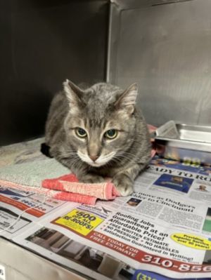 DARBY, Senior Male Domestic Short Hair