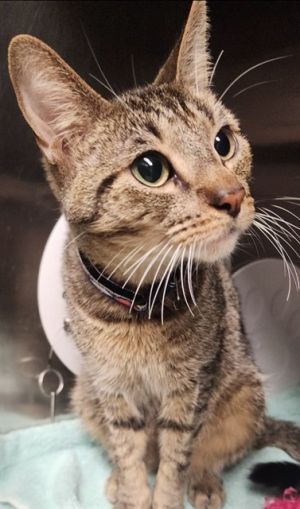 PUMBAA, Young Male Domestic Short Hair