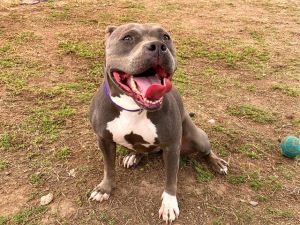 GALE, Adult Female Pit Bull Terrier