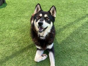 HANK, Adult Male Siberian Husky