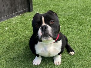 ORION, Young Male Pit Bull Terrier