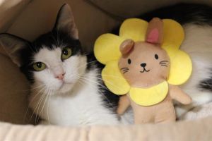 LINDY, Adult Female Domestic Short Hair