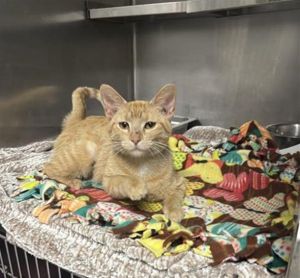 PEACHES, Young Female Domestic Short Hair