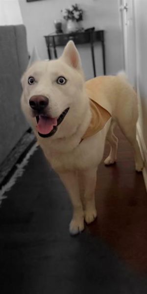 A178624, Young Male Siberian Husky