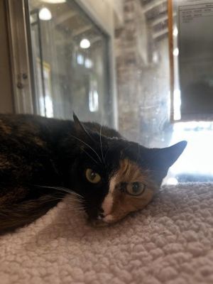 DAPHNE