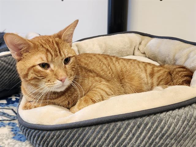OSCAR