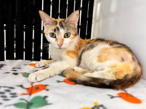 NIKKI, Adult Female Domestic Short Hair
