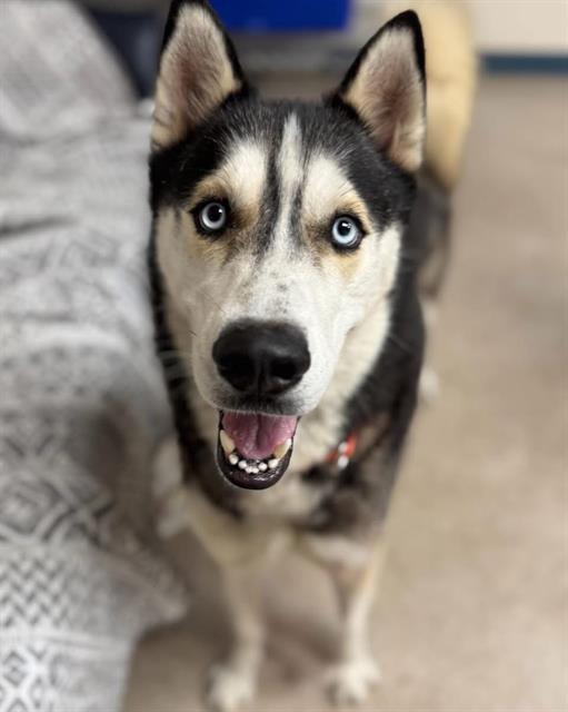 DODGER