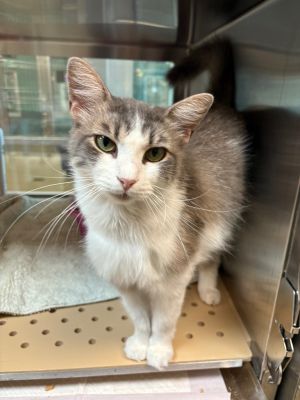 Neville Furbottom Domestic Short Hair Cat