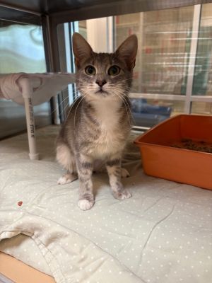 Birdie Domestic Short Hair Cat