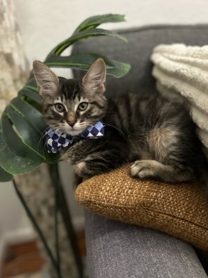 All catskittens will be spayedneutered unless spayneuter contract is signed with additional depos
