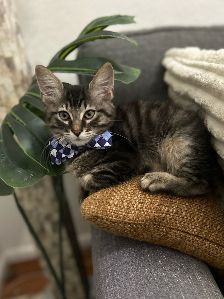 Golden, an adoptable Siamese, Ragamuffin in Pacifica, CA, 94044 | Photo Image 2