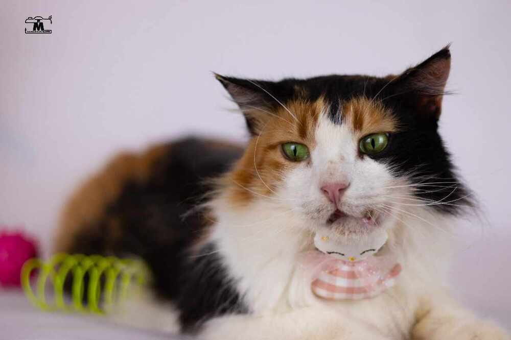 Jessey, an adoptable Egyptian Mau, Persian in WOLCOTT, CT, 06716 | Photo Image 5