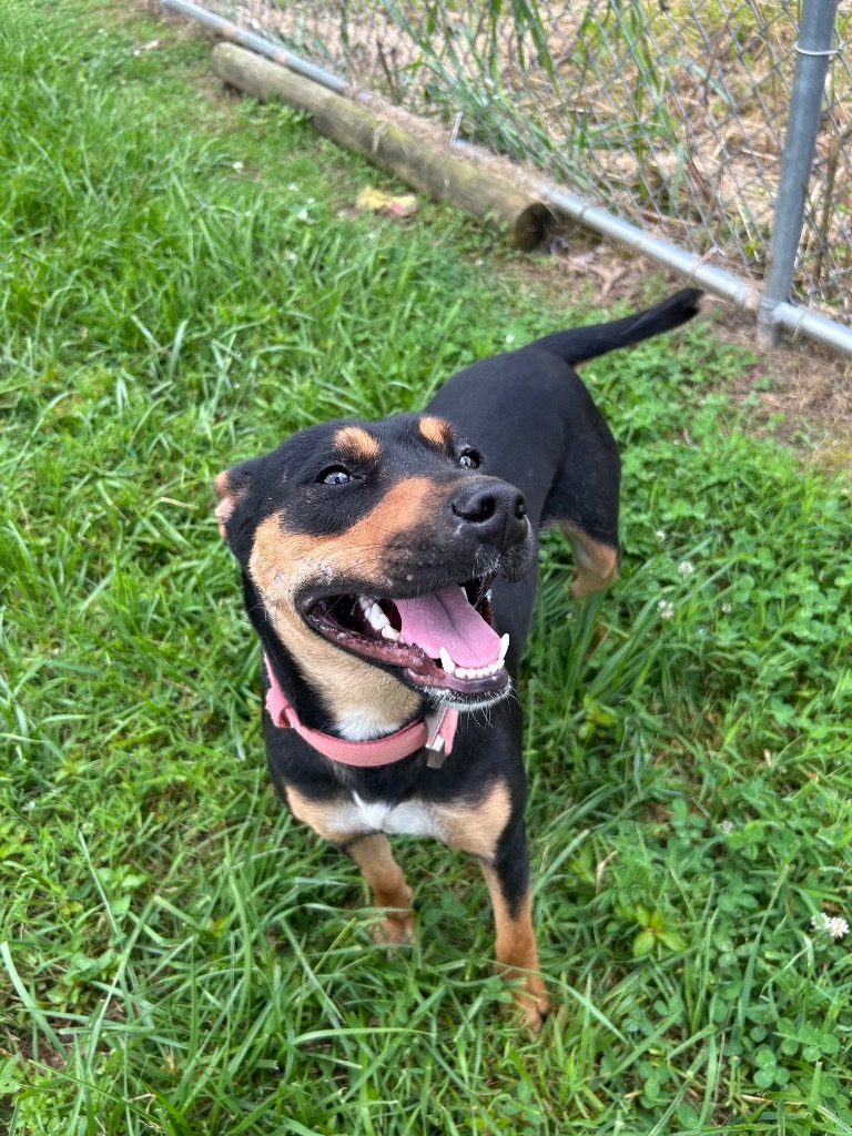 Lady - Available awaiting S/N